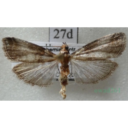 Acrobasis glaucella Staudinger, 1859 Czech27d